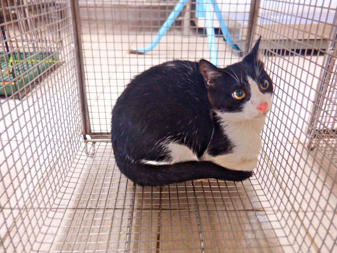 The cat, from the shelter's listing