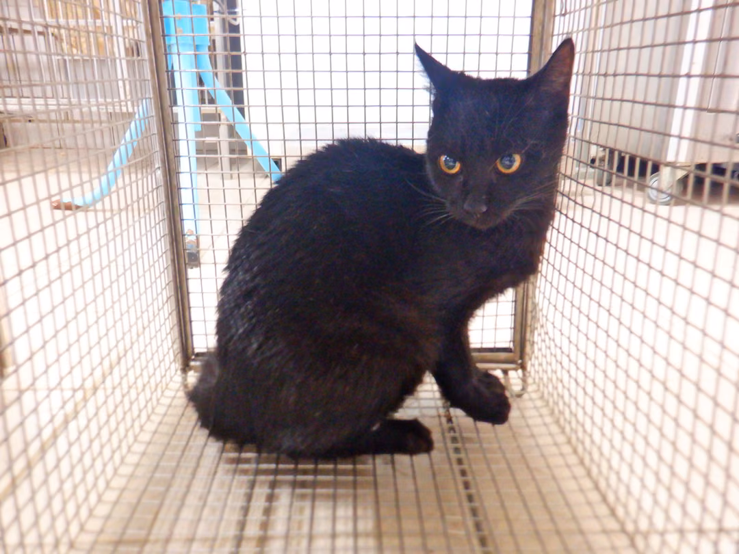 The cat, from the shelter's listing