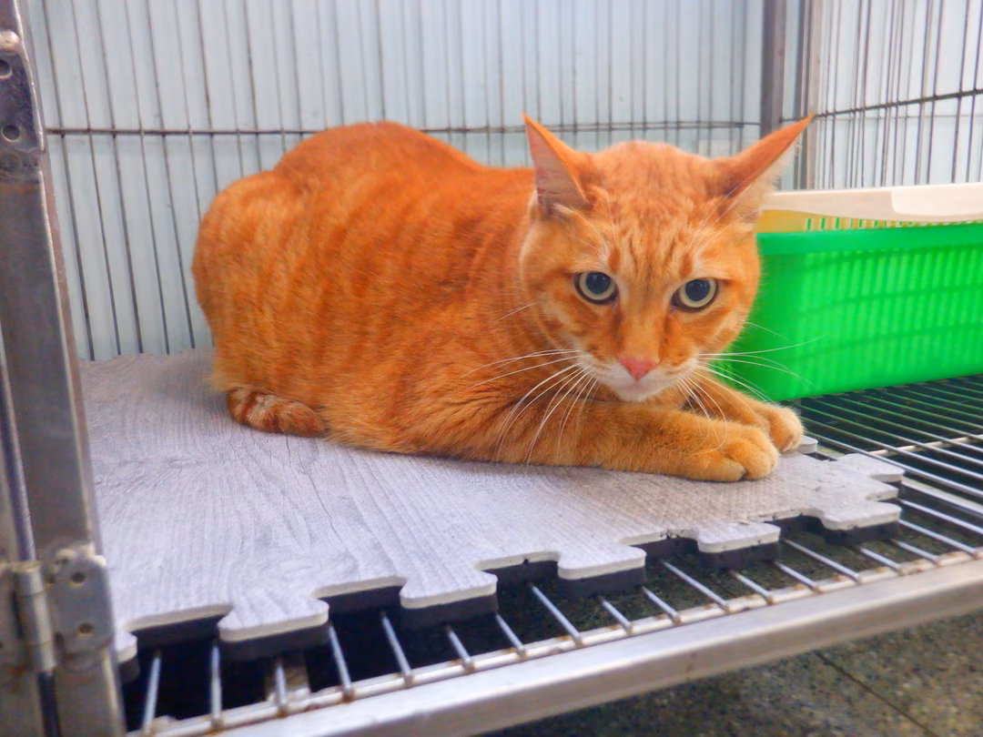 The cat, from the shelter's listing