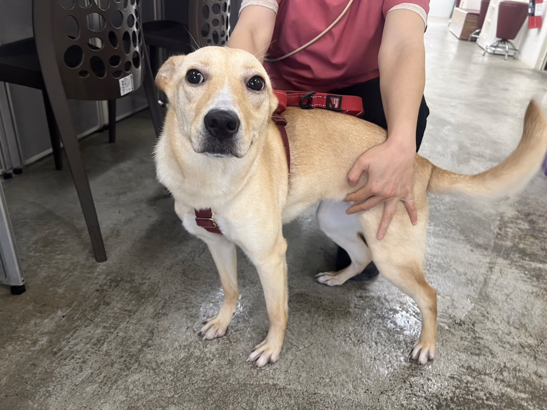 The dog, from the shelter's listing