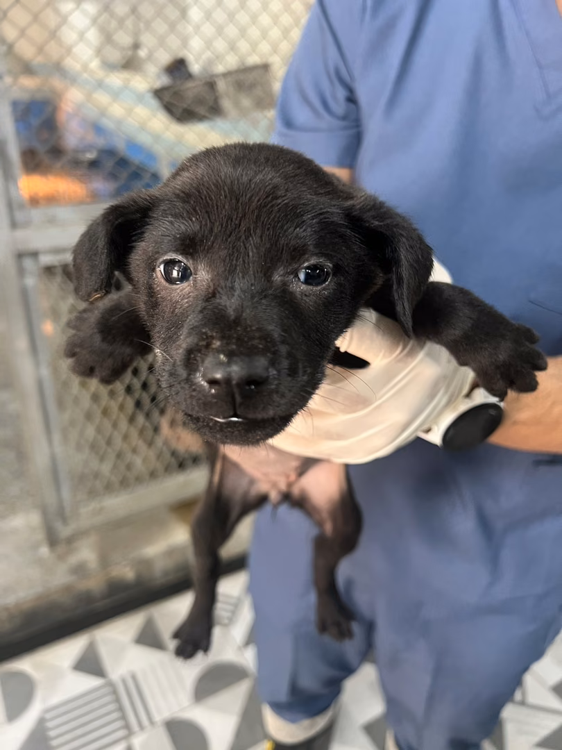 The dog, from the shelter's listing