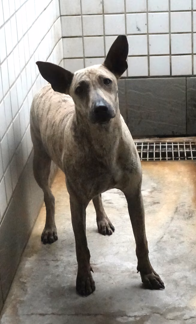 The dog, from the shelter's listing