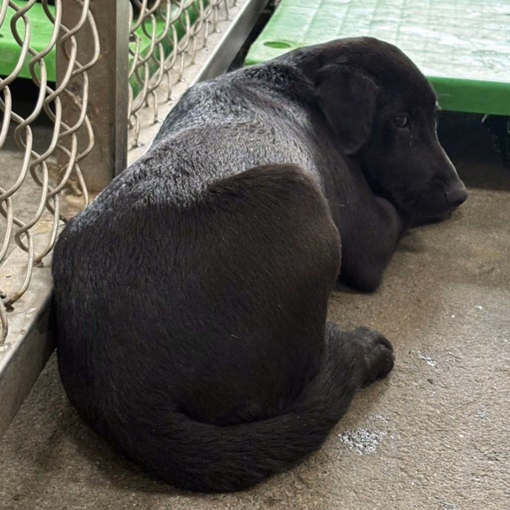 The dog, from the shelter's listing