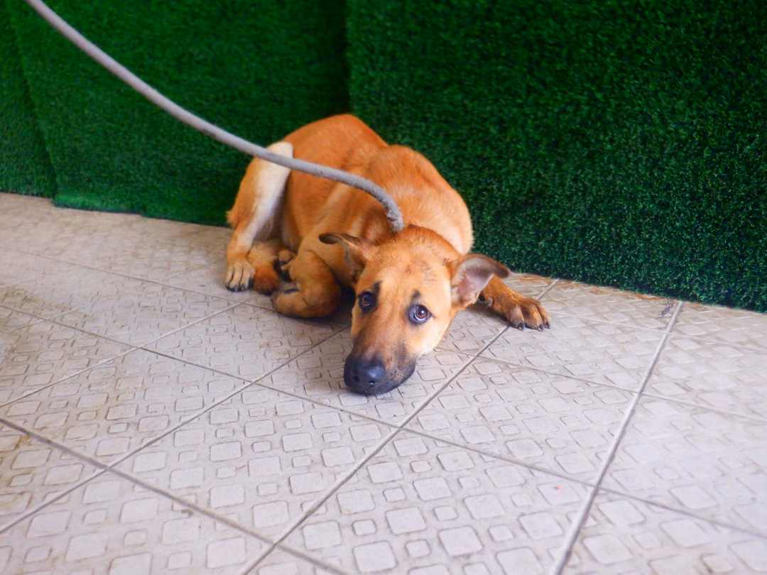 The dog, from the shelter's listing