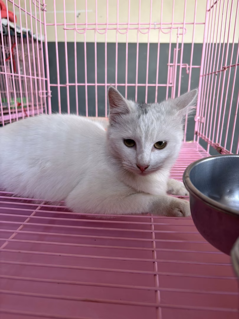 The cat, from the shelter's listing