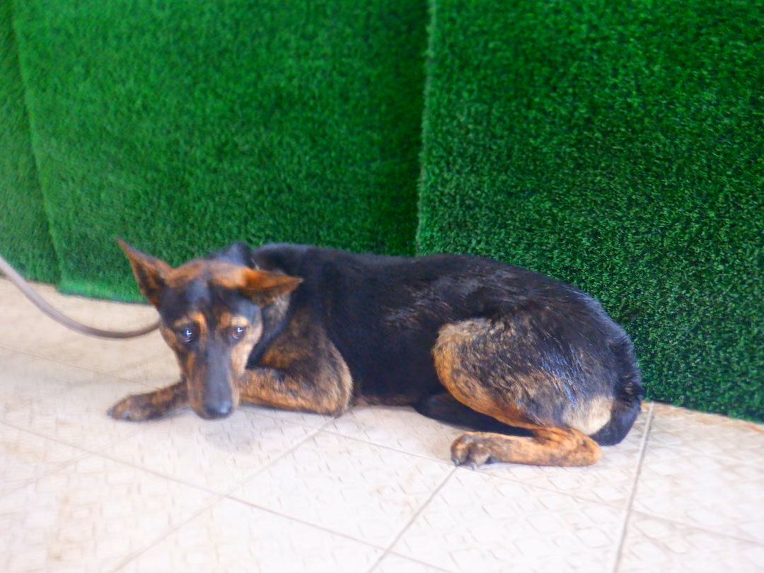 The dog, from the shelter's listing