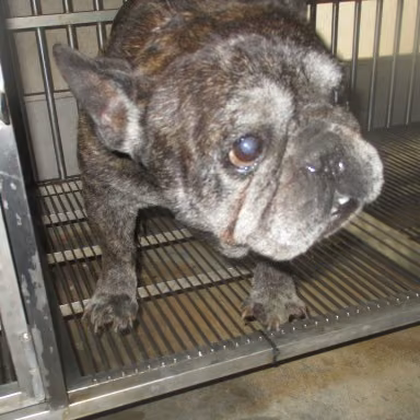 The dog, from the shelter's listing