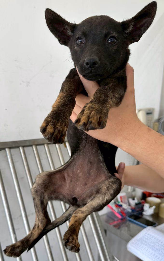 The dog, from the shelter's listing