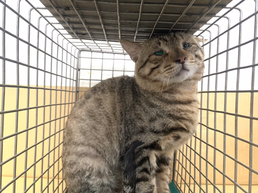 The cat, from the shelter's listing