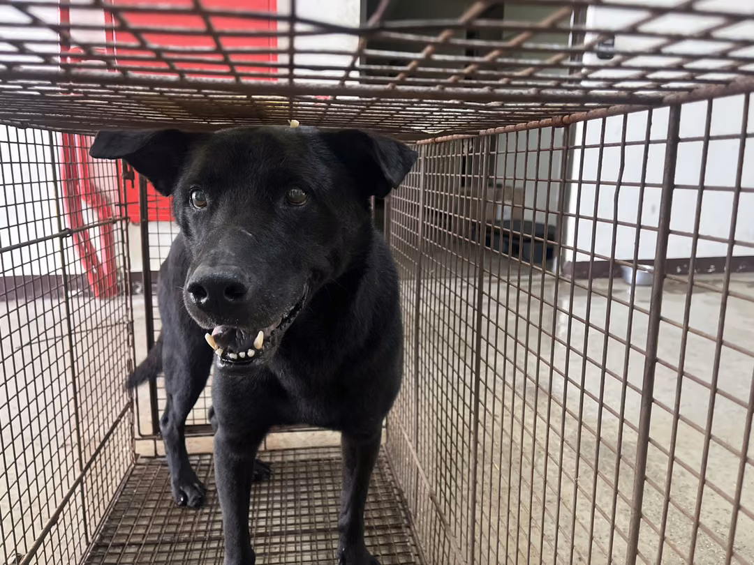 The dog, from the shelter's listing