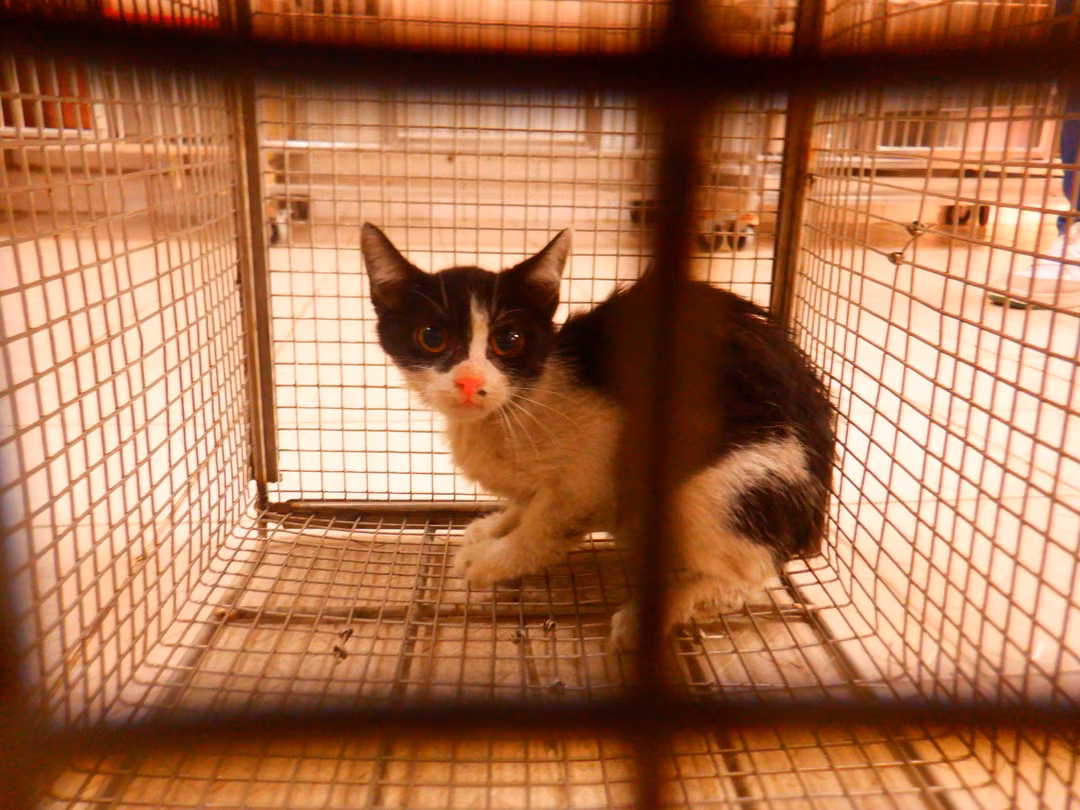 The cat, from the shelter's listing