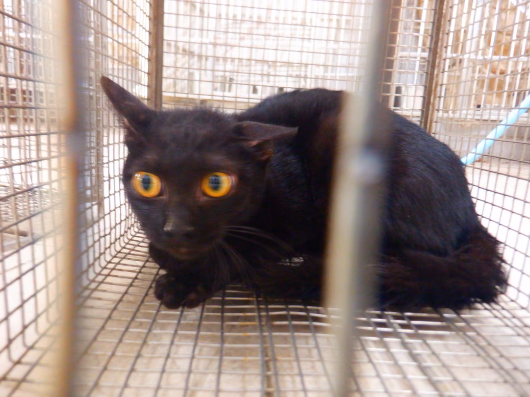 The cat, from the shelter's listing