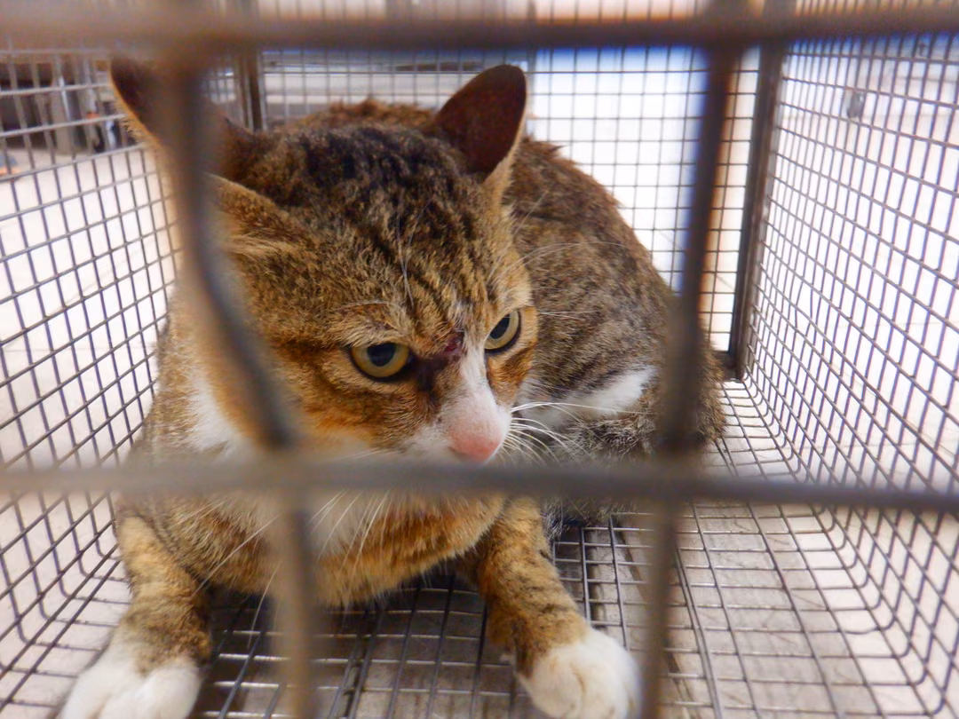 The cat, from the shelter's listing