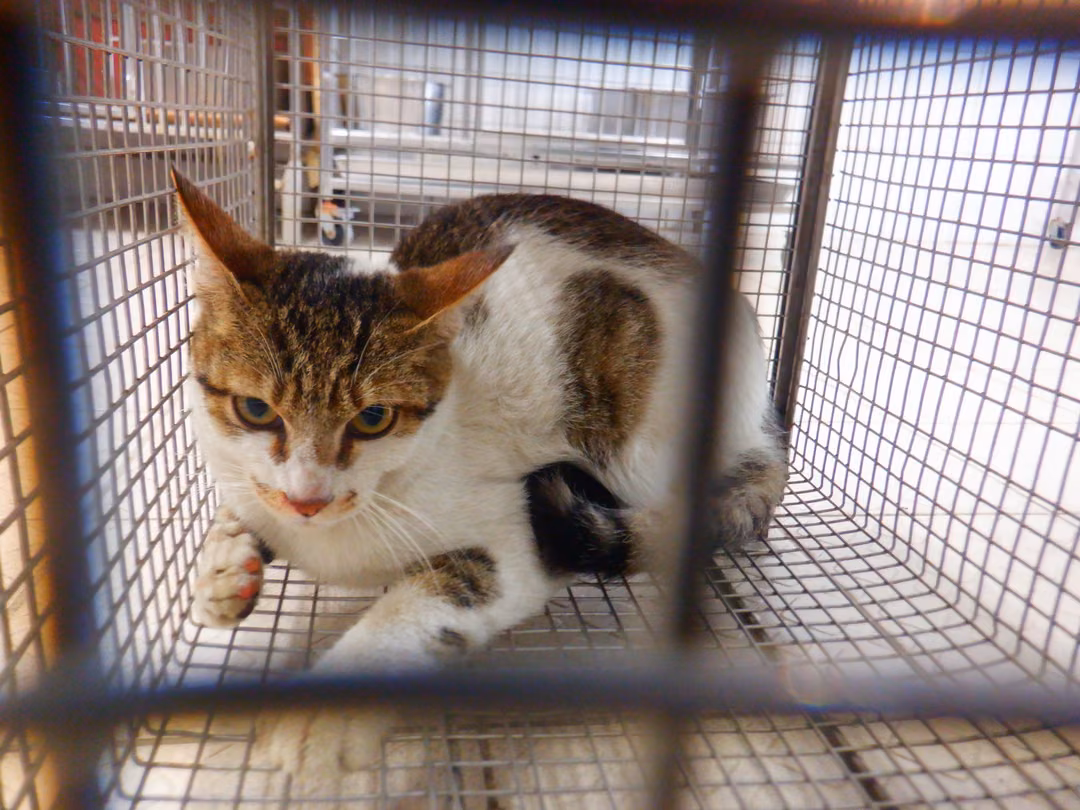 The cat, from the shelter's listing