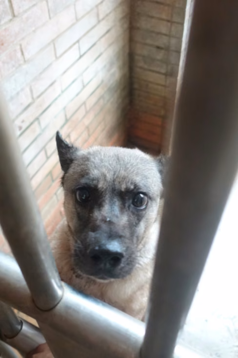 The dog, from the shelter's listing