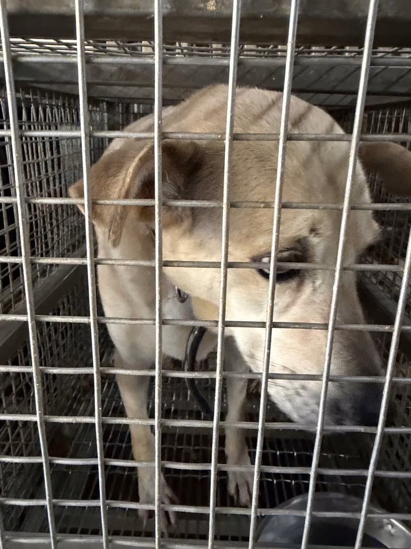 The dog, from the shelter's listing