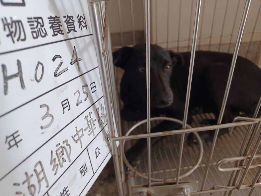 The dog, from the shelter's listing