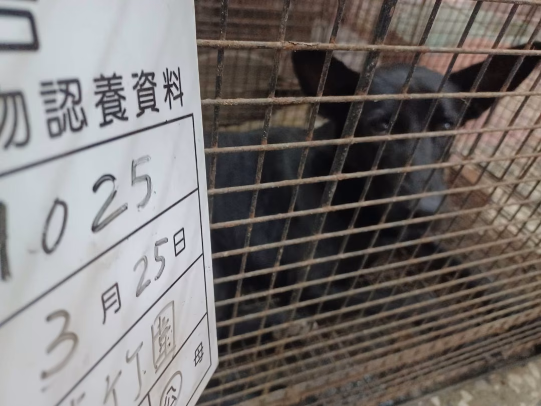 The dog, from the shelter's listing