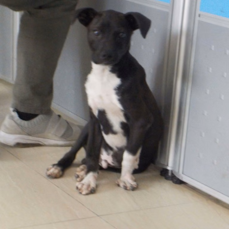 The dog, from the shelter's listing