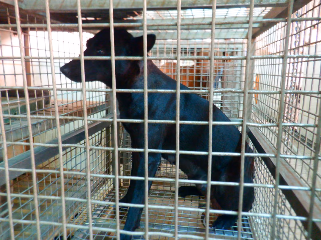The dog, from the shelter's listing