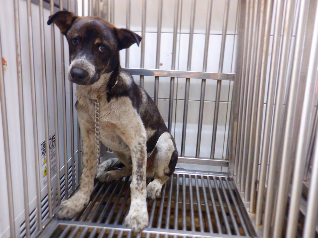 The dog, from the shelter's listing