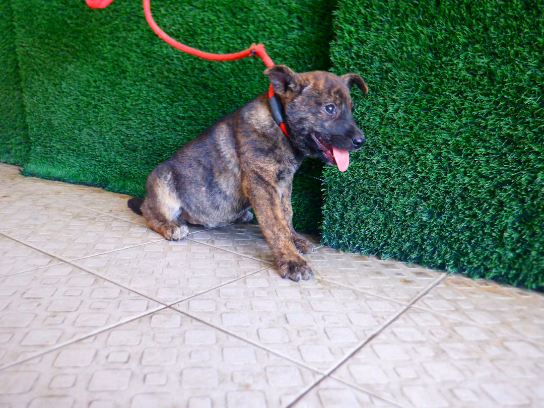The dog, from the shelter's listing