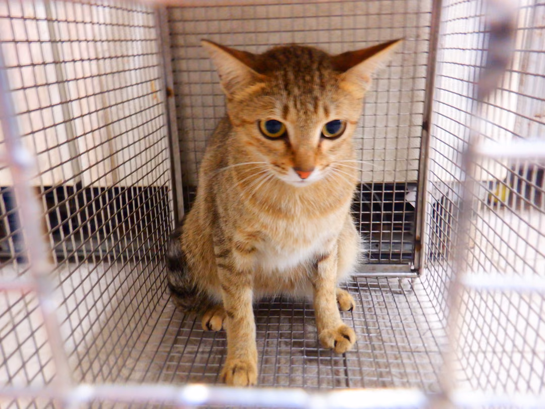The cat, from the shelter's listing