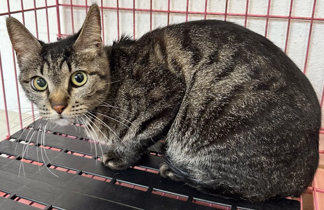 The cat, from the shelter's listing