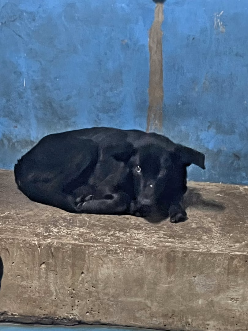 The dog, from the shelter's listing