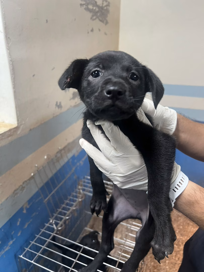 The dog, from the shelter's listing