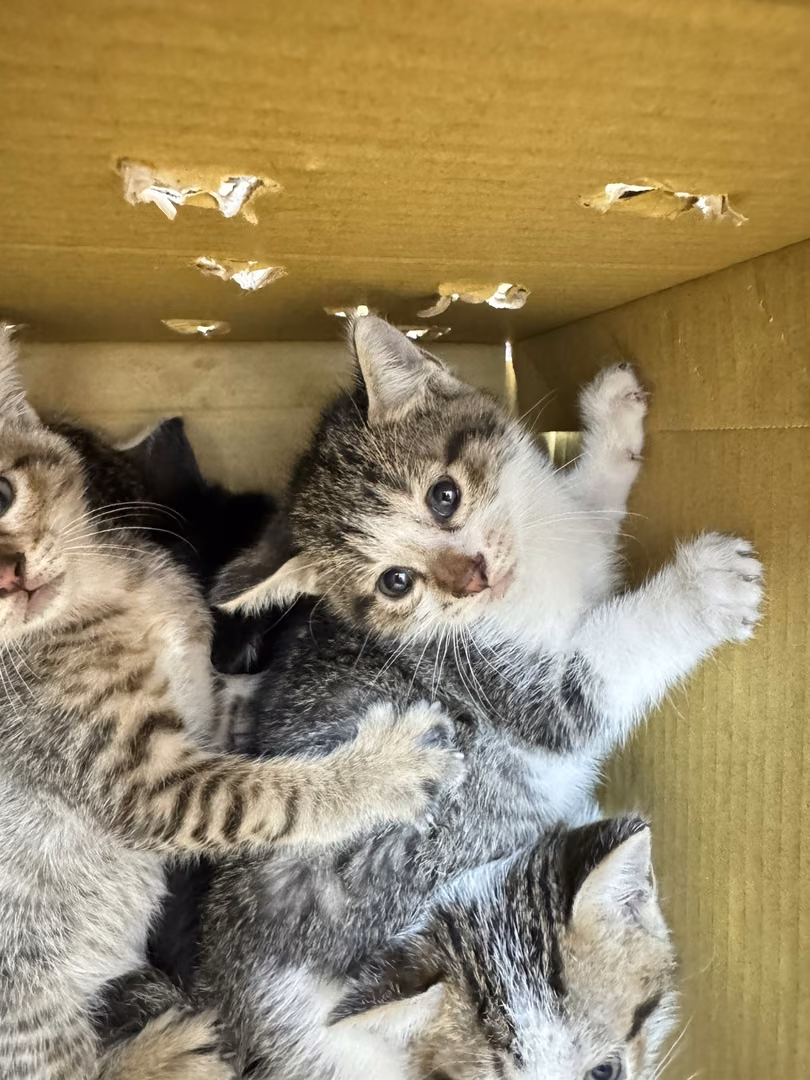 The cat, from the shelter's listing