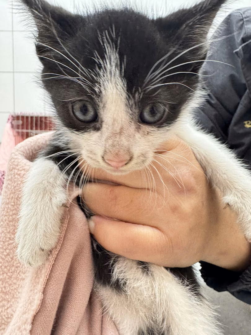 The cat, from the shelter's listing