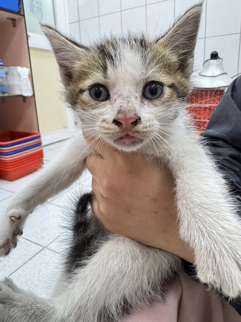 The cat, from the shelter's listing
