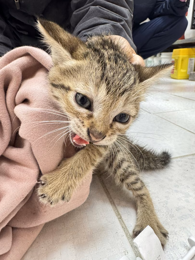 The cat, from the shelter's listing