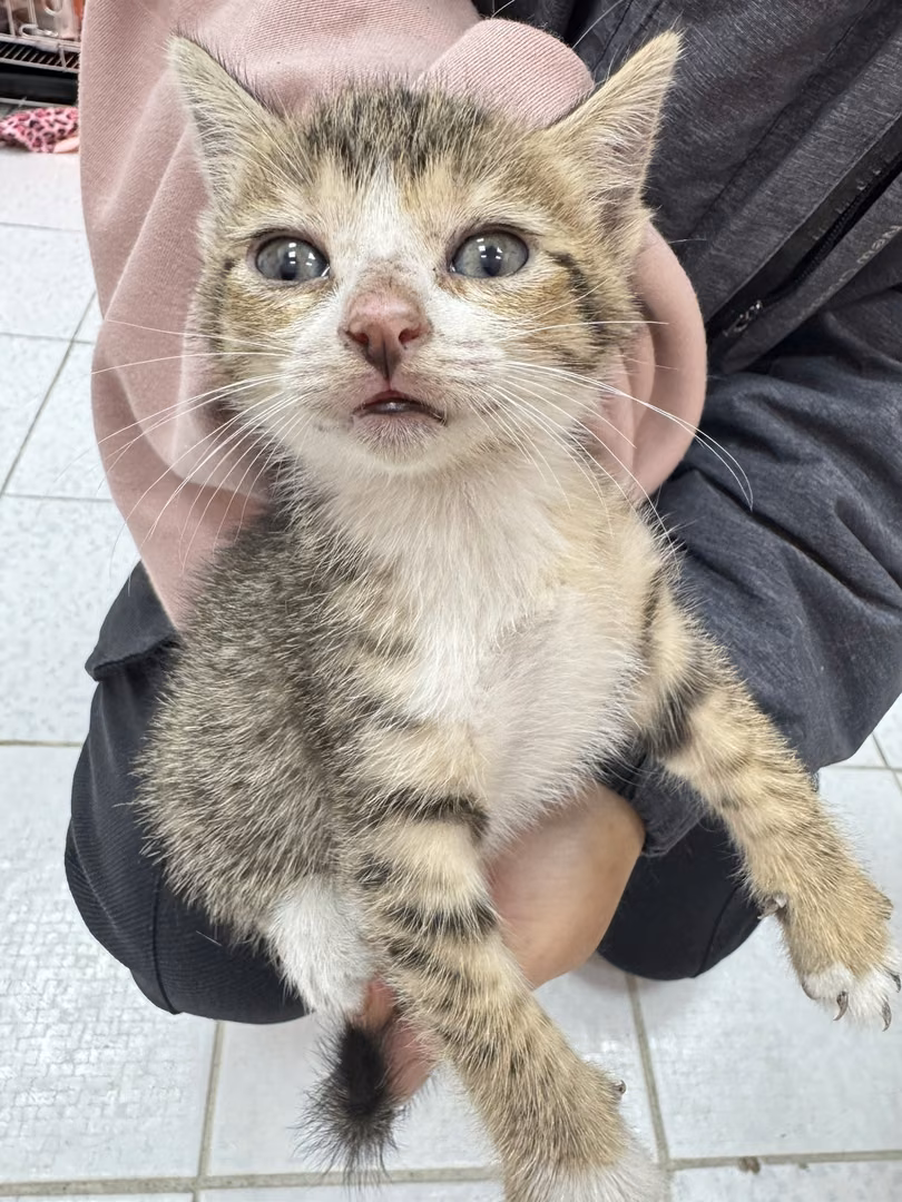 The cat, from the shelter's listing