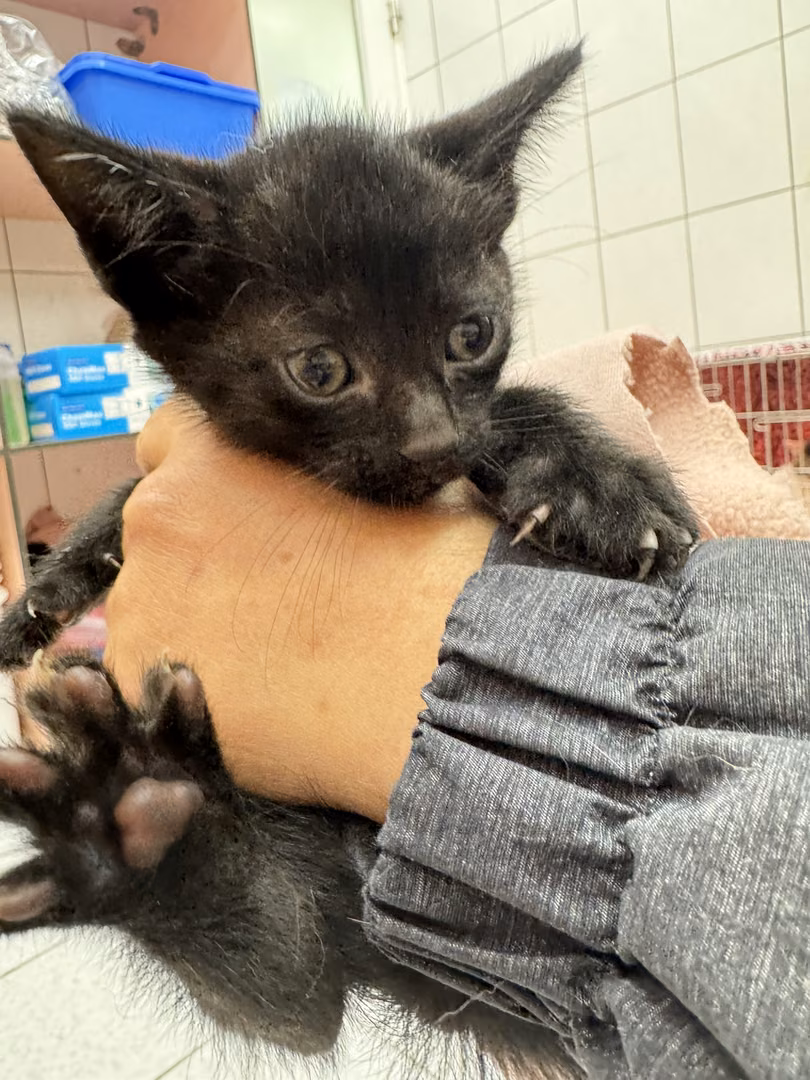 The cat, from the shelter's listing