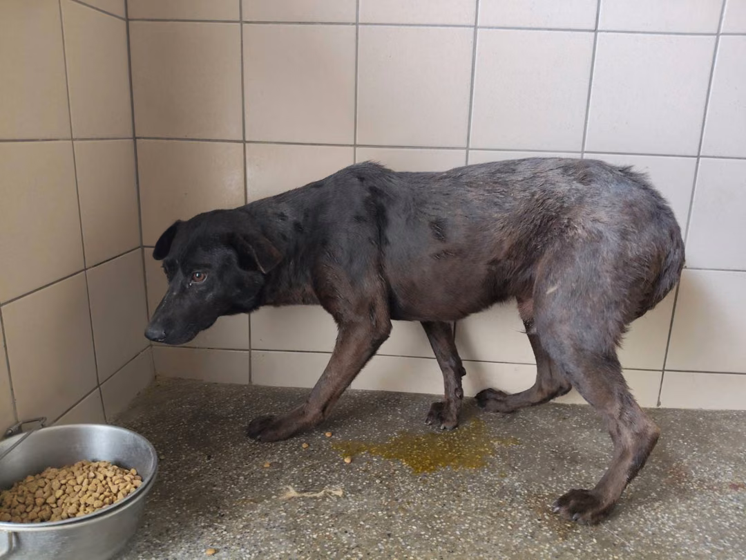 The dog, from the shelter's listing