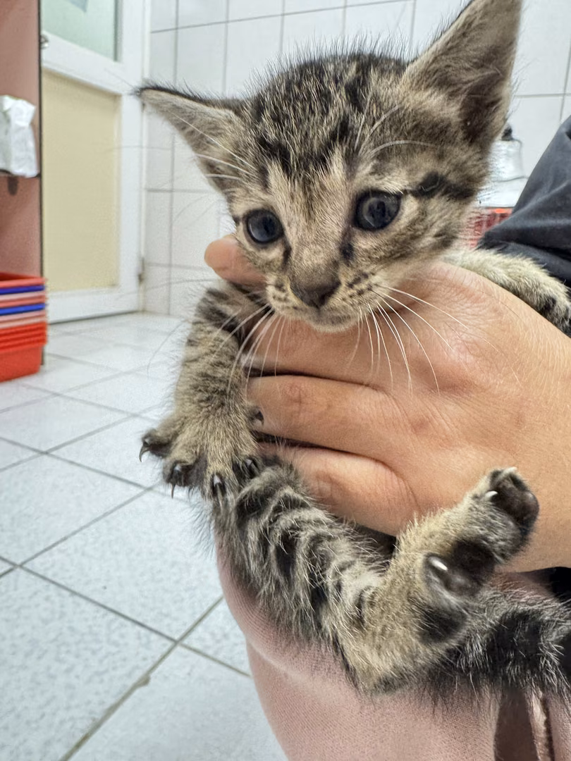 The cat, from the shelter's listing