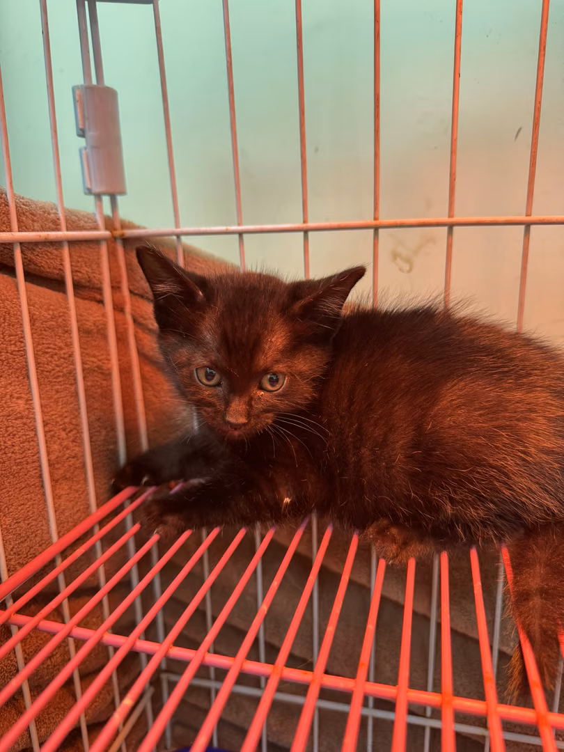 The cat, from the shelter's listing
