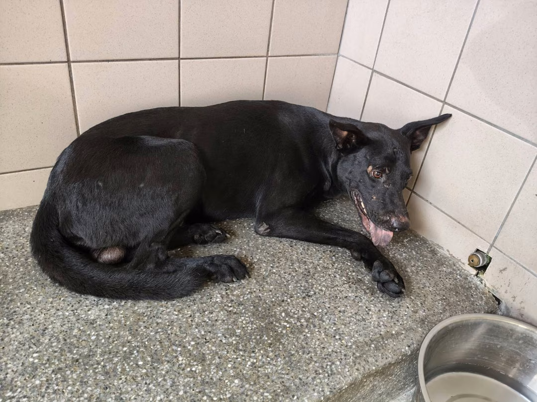 The dog, from the shelter's listing