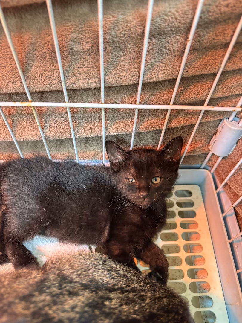 The cat, from the shelter's listing