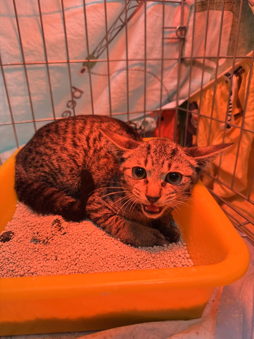 The cat, from the shelter's listing