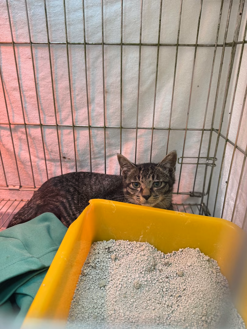 The cat, from the shelter's listing