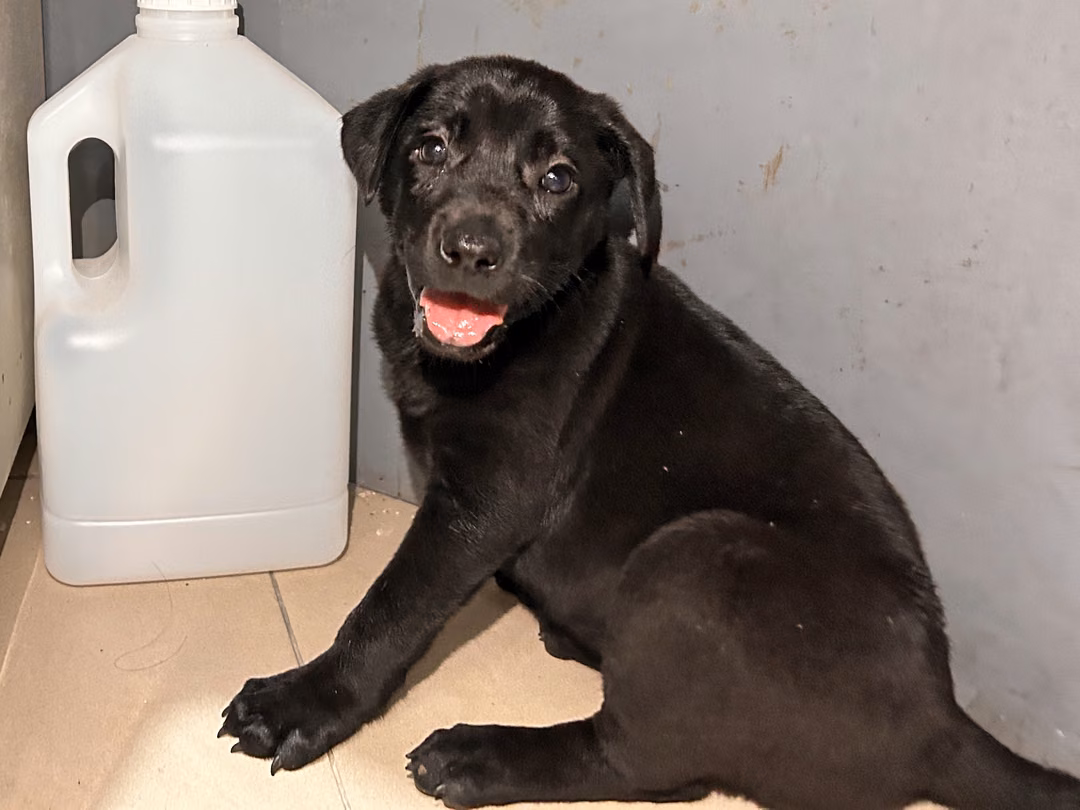 The dog, from the shelter's listing