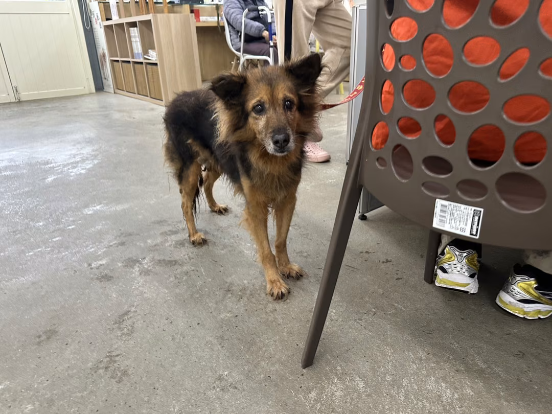 The dog, from the shelter's listing