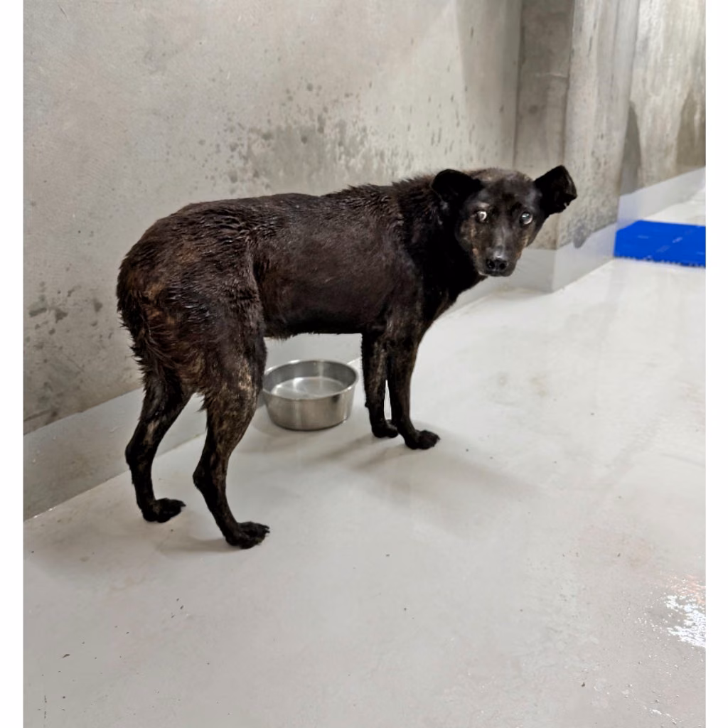 The dog, from the shelter's listing