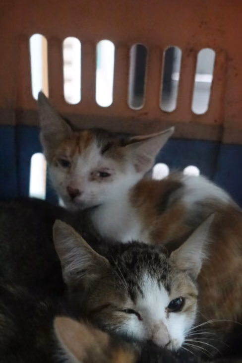 The cat, from the shelter's listing