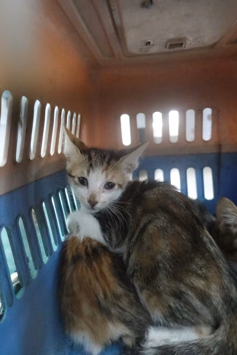 The cat, from the shelter's listing