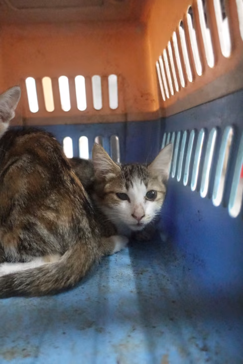 The cat, from the shelter's listing