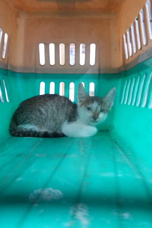 The cat, from the shelter's listing